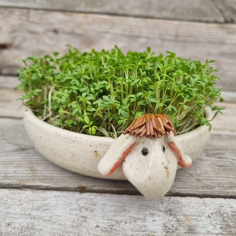 Karseskål "fårnemt" lys gul billede 6