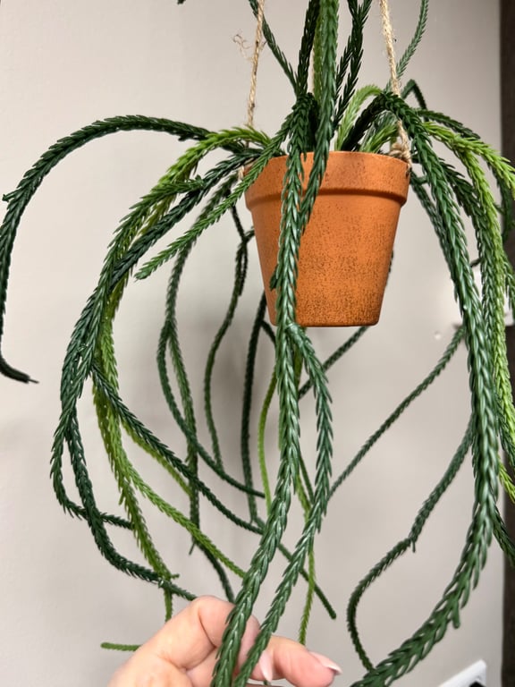 Senecio hænge billede 2