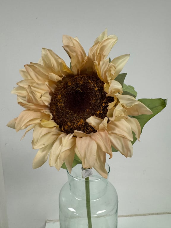 Hvid solsikke billede 2