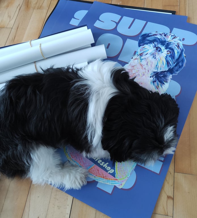 Sort og hvid hund ligger på trægulv ovenpå blå plakater og sammenrullede papirruller.