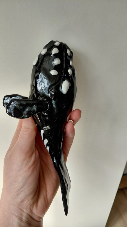 rethval, southern right whale billede 6