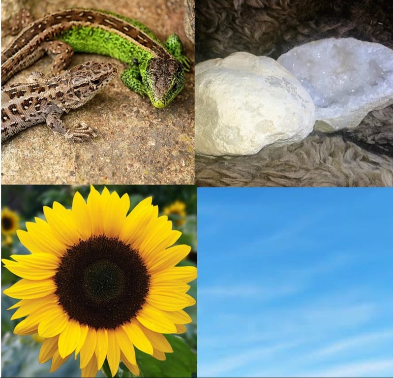 Medicinhjulet og de 36 sten billede 3