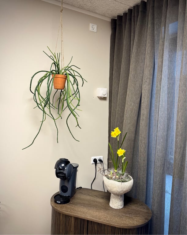 Senecio hænge billede 3