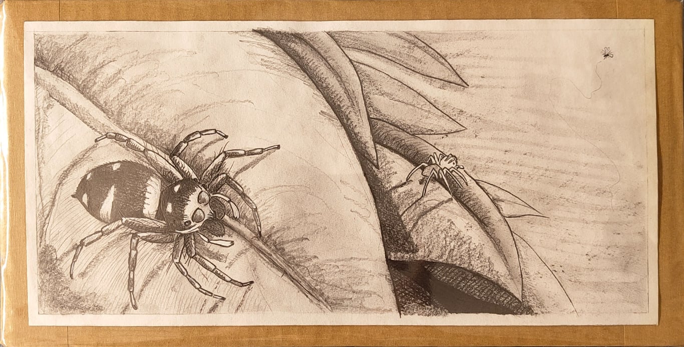 Jumping Spider original p1