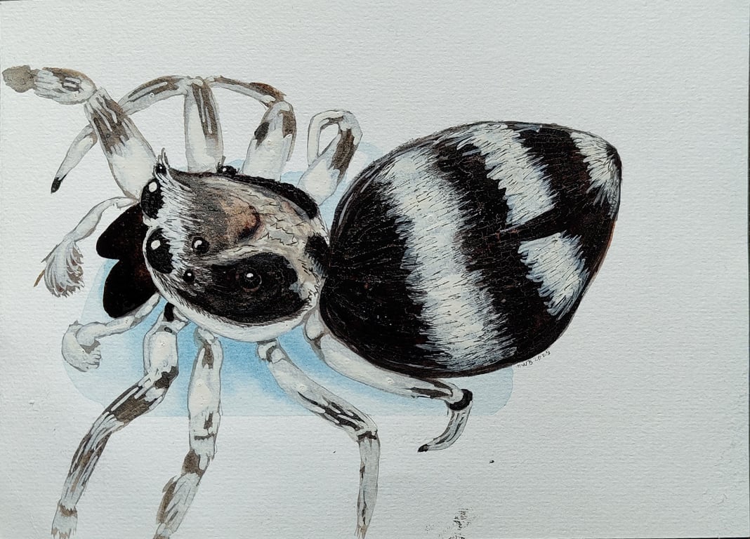 Salticus Scenicus