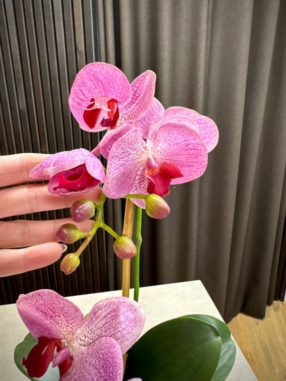 Orkidé pink lille billede 4