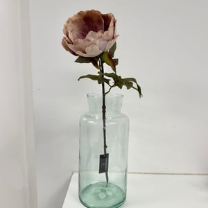 Pæon rosa – produktbillede