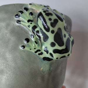 giftfrø kop – produktbillede