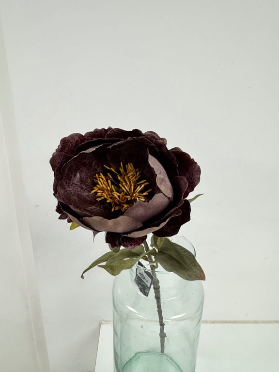 Pæon brun billede 2