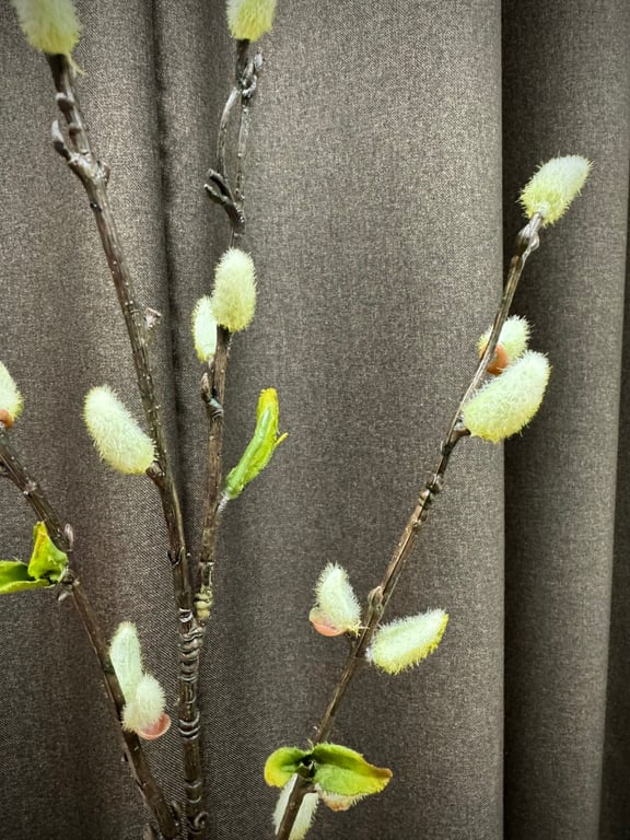 Gæslinge grene  billede 2