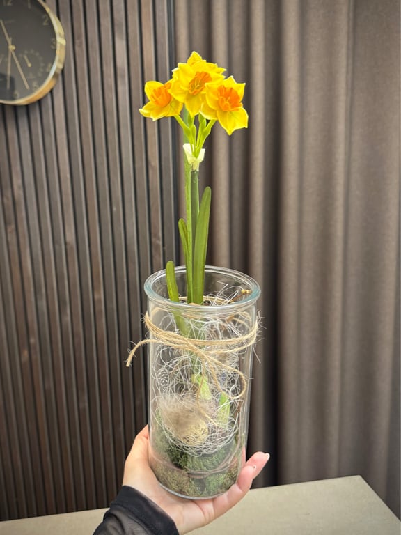 Narcisse i glas gul stor billede 2