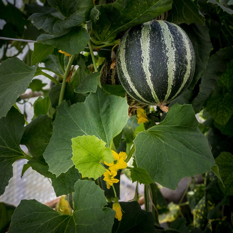 Melon frugter i et drivhus
