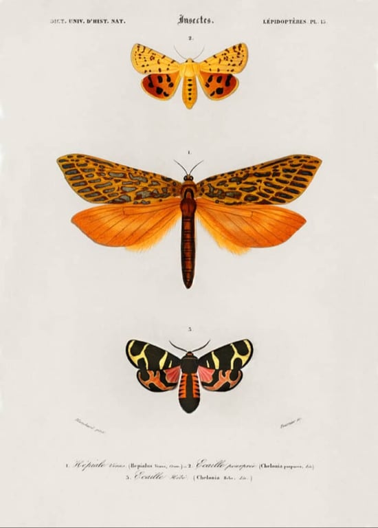 Plakat - Sommerfugle billede 3