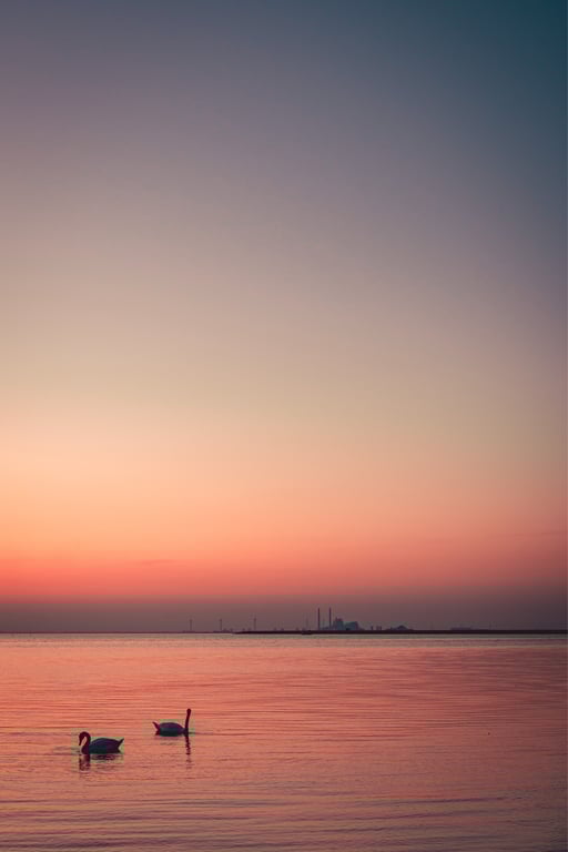 Svanerne ved Avedøreværket