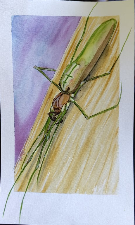 Tetragnatha extensa