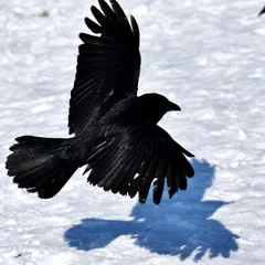 Ravn / De Flyvende Ænders Måne 23. september – 23. oktober