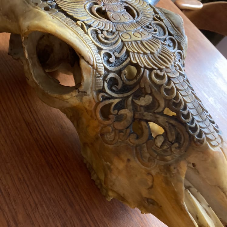 Dyrekranie - sorte horn (5)