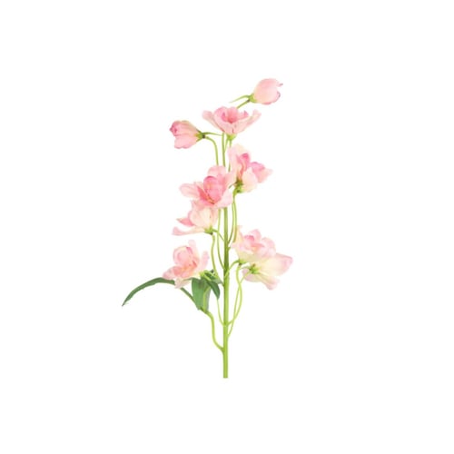 Lyserød blomst med flere små blomsterknopper og grønne blade på hvid baggrund. (1)