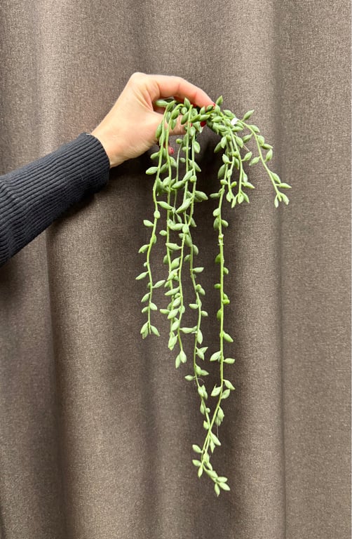 Grøn hænge ranke  billede 2