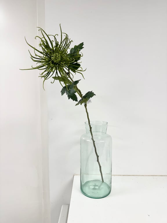 Spider chrysanthemum grøn