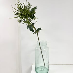 Spider chrysanthemum grøn – produktbillede