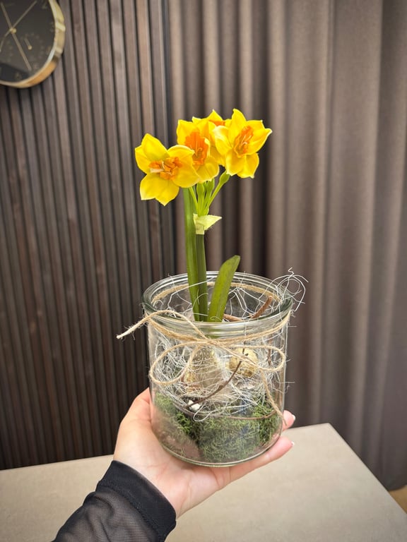 Narcisse i glas gul lille billede 2