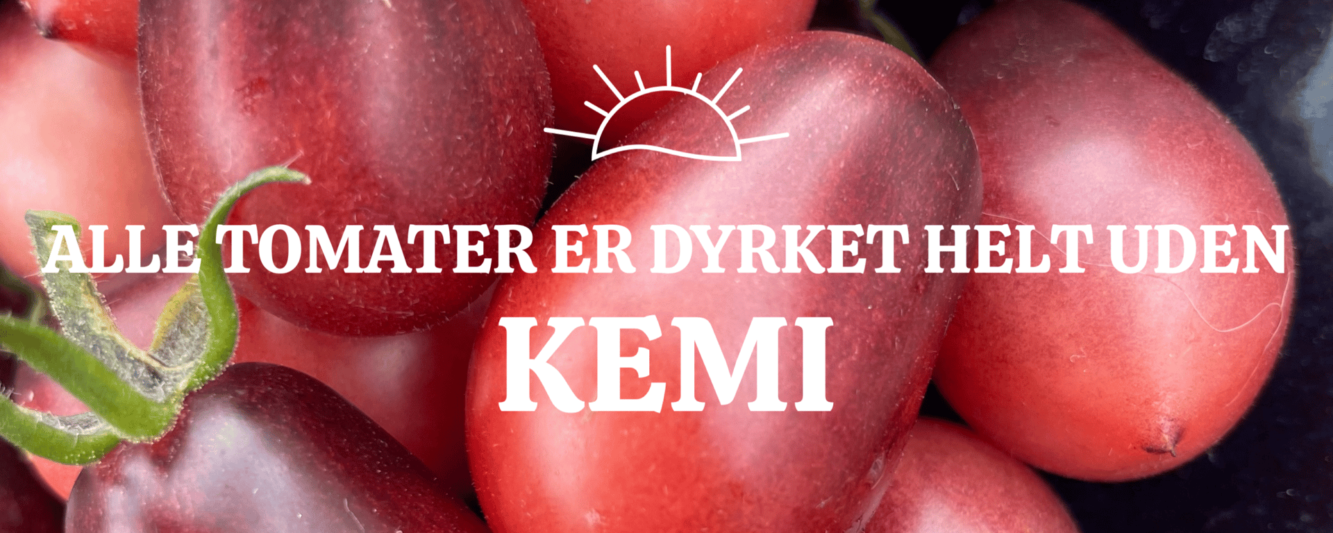 Nærbillede af mørkerøde drueformede tomater med teksten "Alle tomater er dyrket helt uden kemi" og en solillustration øverst.