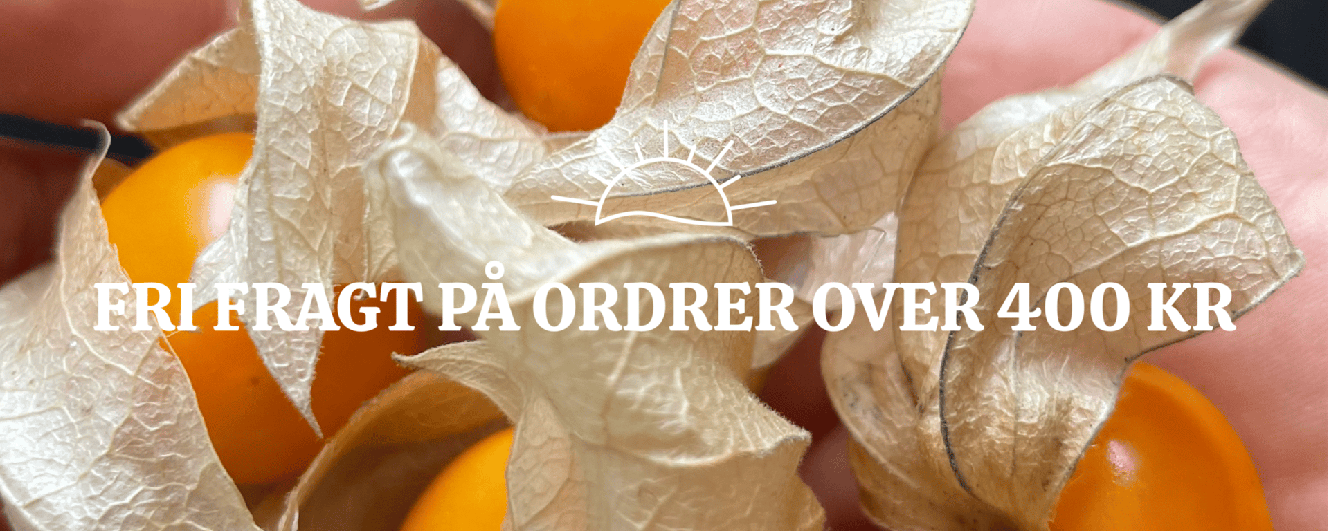 Hånd der holder ferskenblommefrugter med orange bær omgivet af tørre, papiragtige skaller, tekst om fri fragt på ordrer over 400 kr.