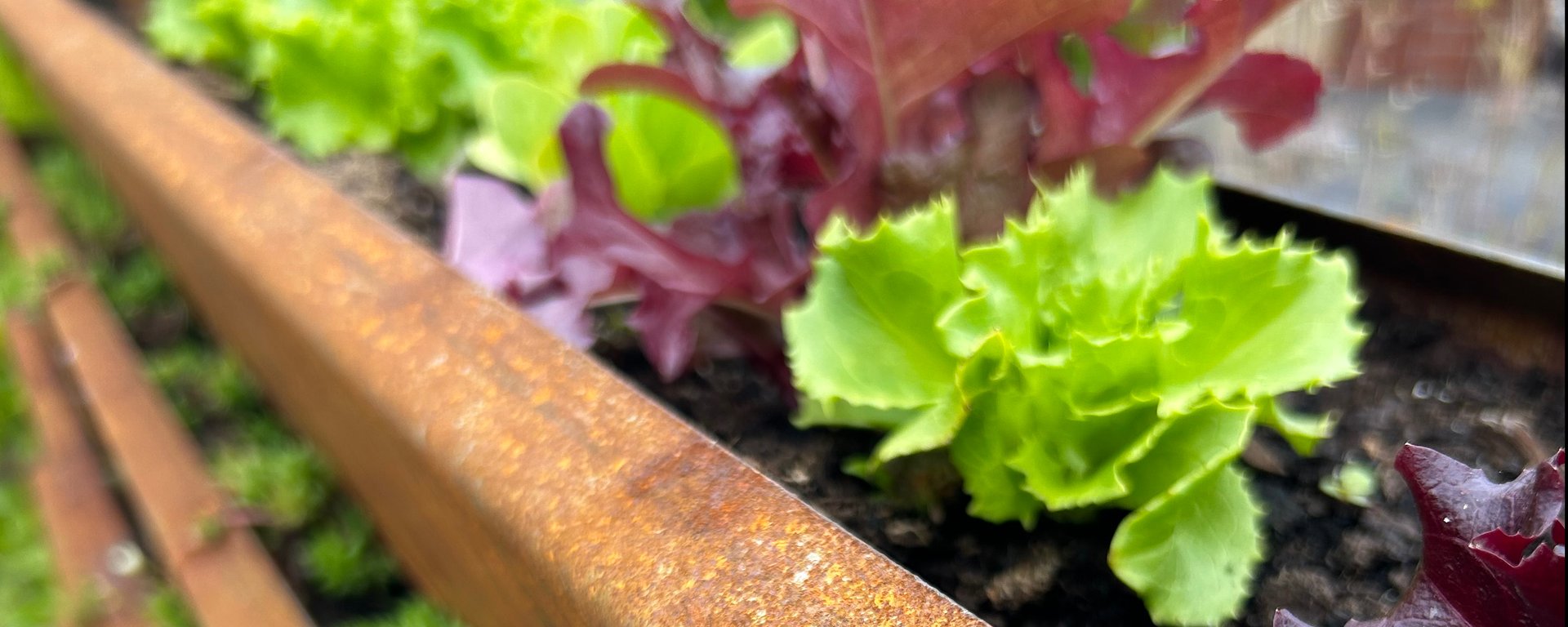 Nærbillede af salatblade i forskellige grønne og røde nuancer, der vokser i en rusten metalbænk med jord.