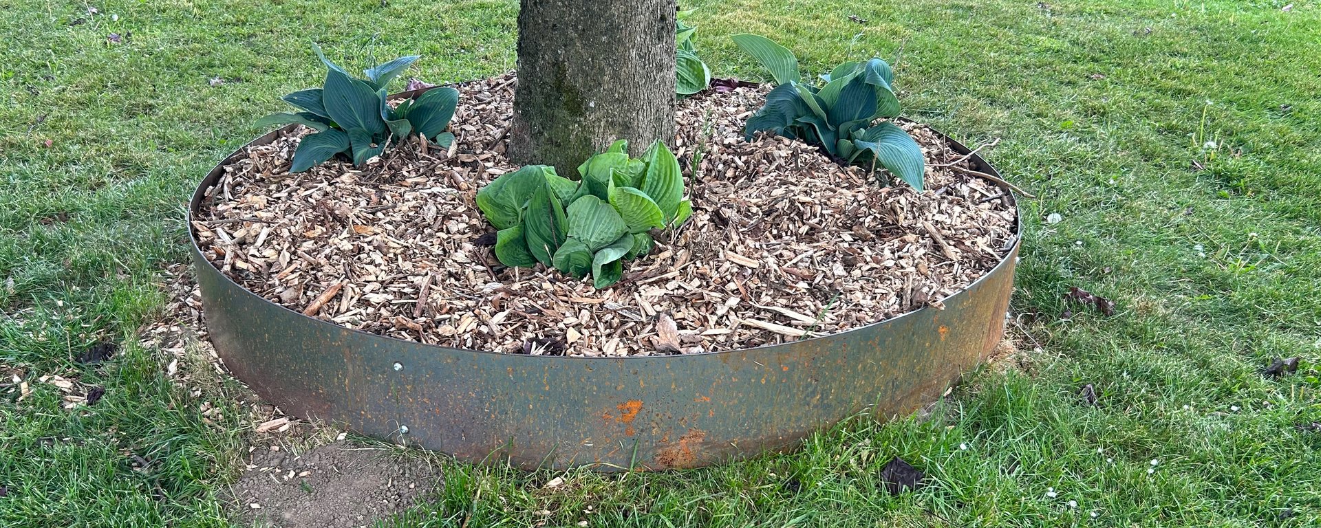 Træ omgivet af cirkulært metalhegn med barkflis og fire grønne planter i en græsplæne.