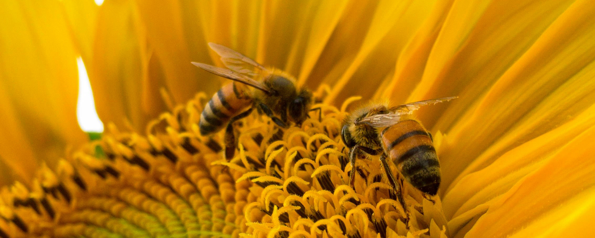 To bier samler nektar og pollen på en stor, gul solsikke med tekst på dansk om tilbud på økologisk tomatplante.