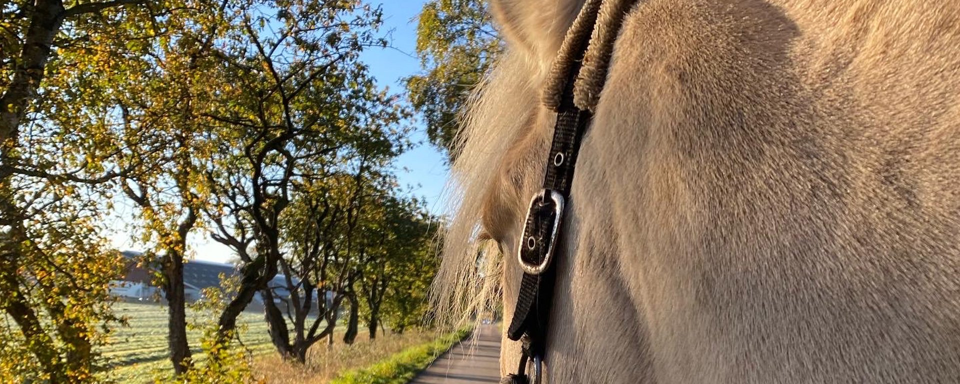 Nærbillede af en hests hals og hoved med bøjler, set fra siden på en landevej med træer og mark under en klar blå himmel.