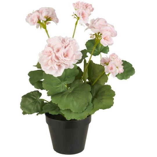 En potteplante med lyserøde pelargonium blomster og grønne blade i en sort plastpotte.