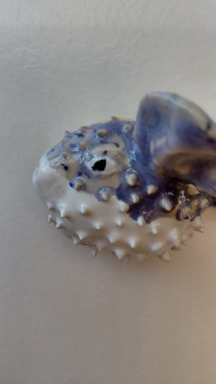 mini kuglefisk  billede 4