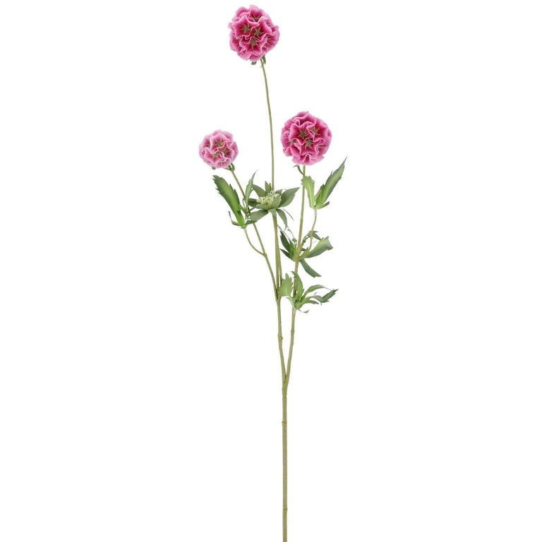 Lang stilk med tre lyserøde blomster og grønne blade mod hvid baggrund.