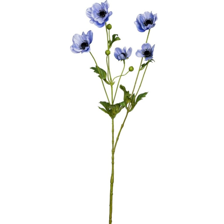 Blå anemone-blomst med grønne stilke og blade på hvid baggrund.