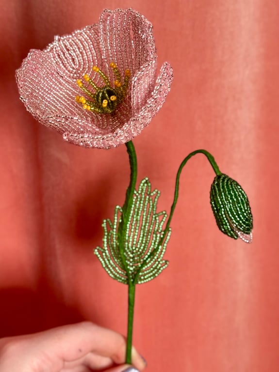 Islandsk valmue - Støvet rosa billede 3