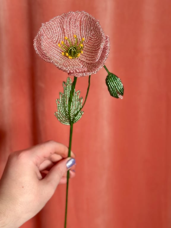 Islandsk valmue - Støvet rosa billede 4