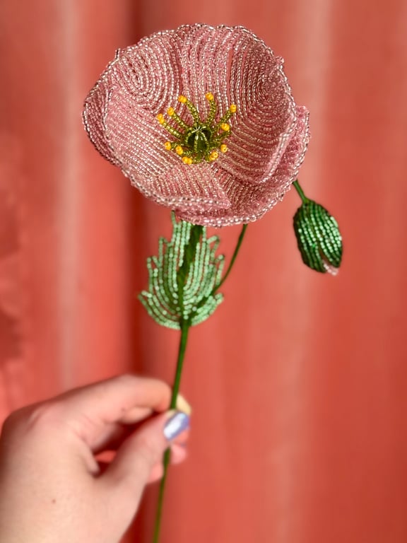 Islandsk valmue - Støvet rosa