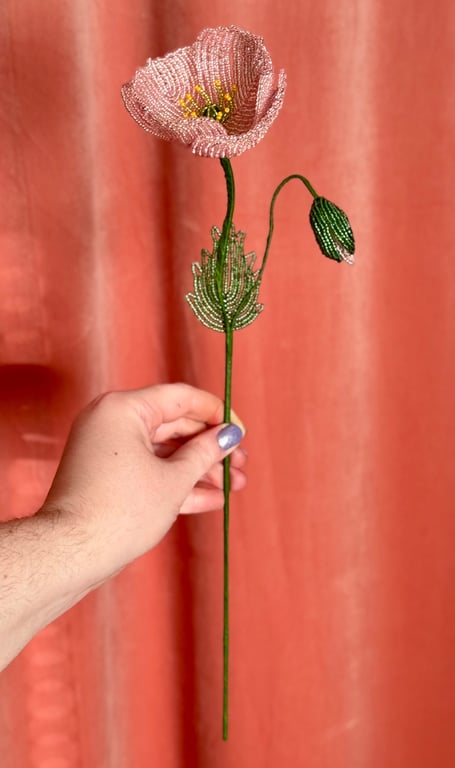 Islandsk valmue - Støvet rosa billede 2