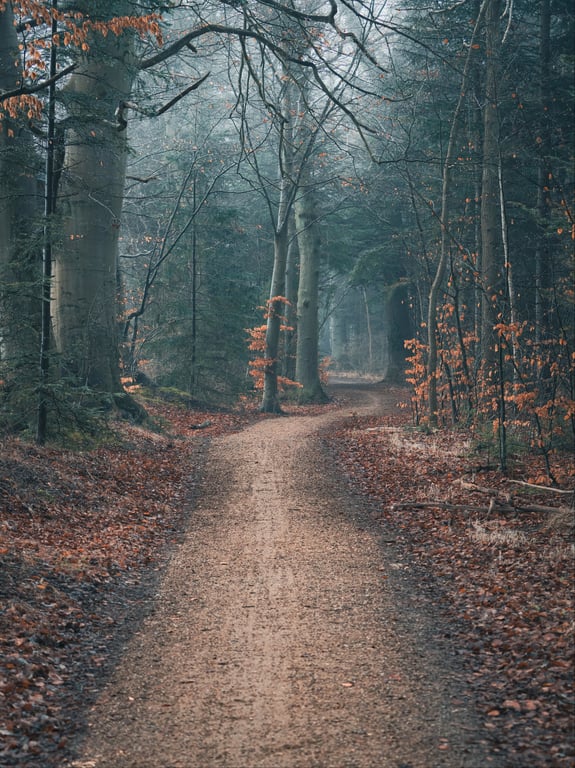 Blå Time i Kongelunden