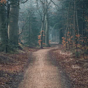 Blå Time i Kongelunden – produktbillede