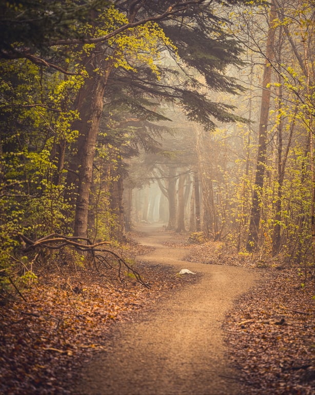 Forår i Kongelunden