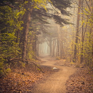 Forår i Kongelunden  – produktbillede