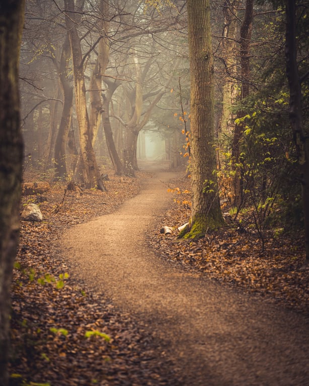 Kongelunden - skovens skelet
