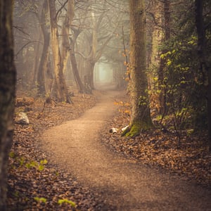 Kongelunden - skovens skelet – produktbillede