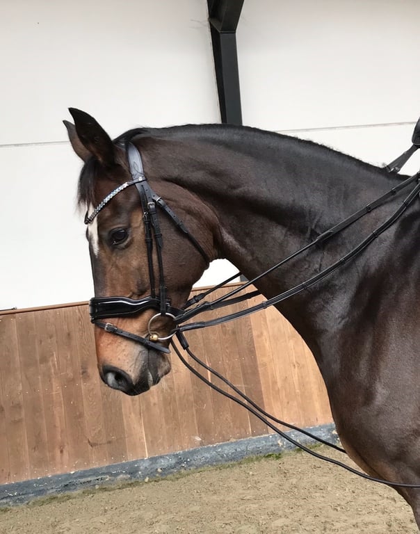 Brun hest med sort seletøj og trense i ridehal med trævæg bagved.