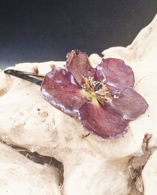 Helleborus hårspænde