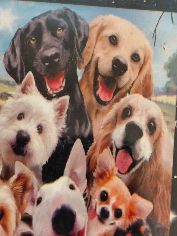 Her er der et pænt hunde bilde 35×45
