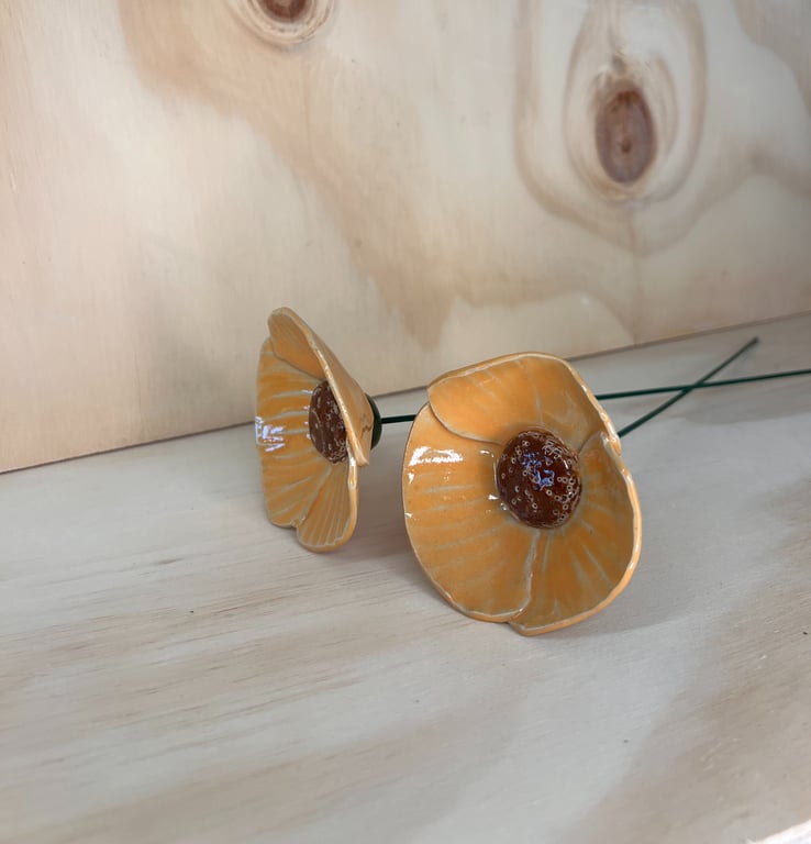 Blomst på stilk orange valmue  